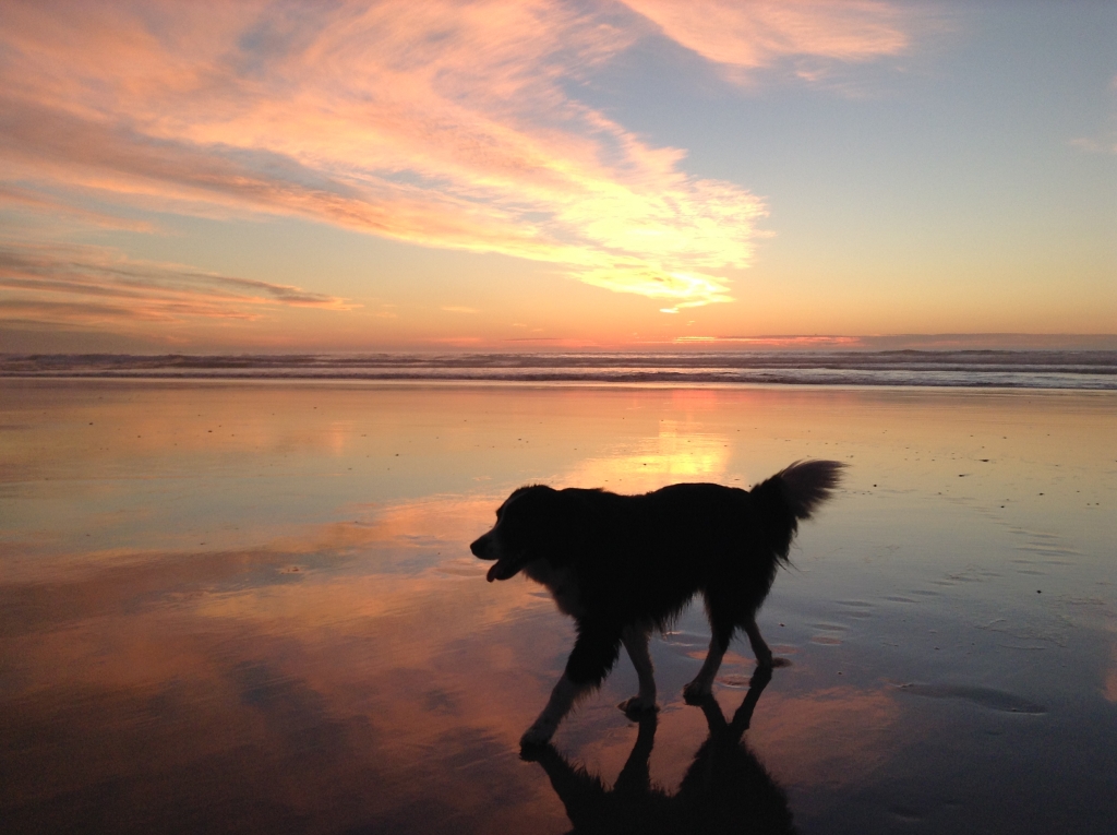 Dog at sunset