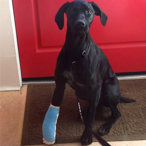 Black dog in a cast