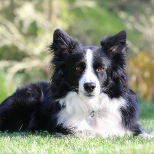 Black and White Dog