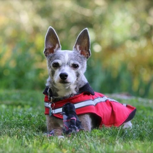 Dog in a coat