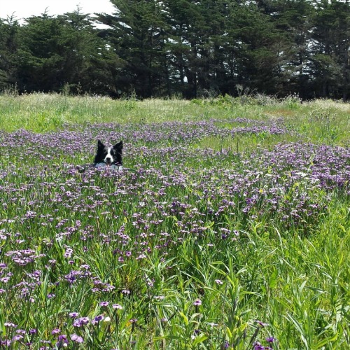 dog in field of flowers