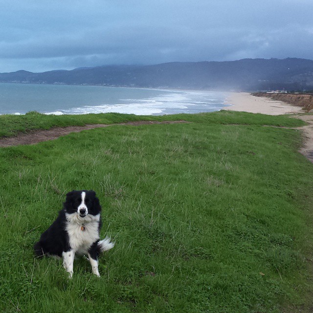 dog by lake