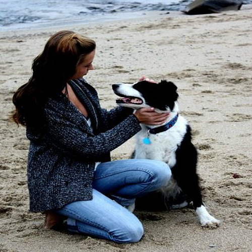 dog on beach